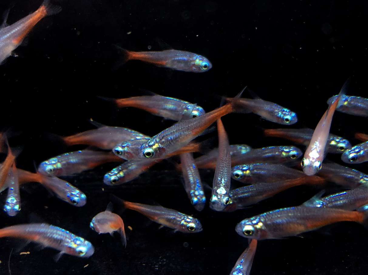 ダイヤモンドヘッドネオンテトラ 約1.5-2cm 10匹 熱帯魚 生体 約１.５-２cm １０匹 特別オファー