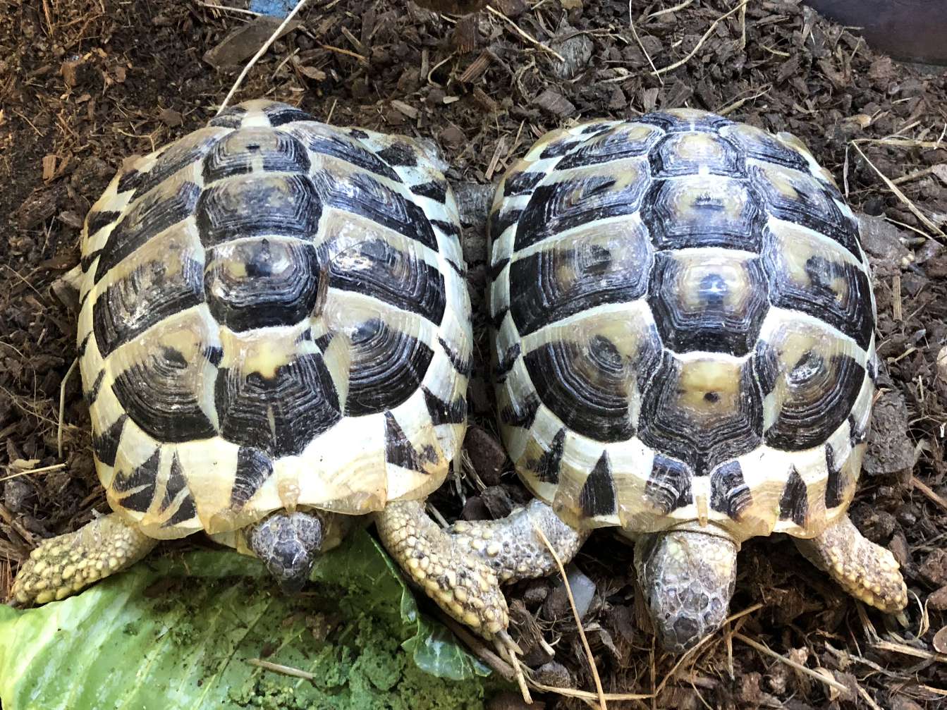 リクガメ飼育セット出品 ヘルマンリクガメ里親探しのため - 神奈川県の家具