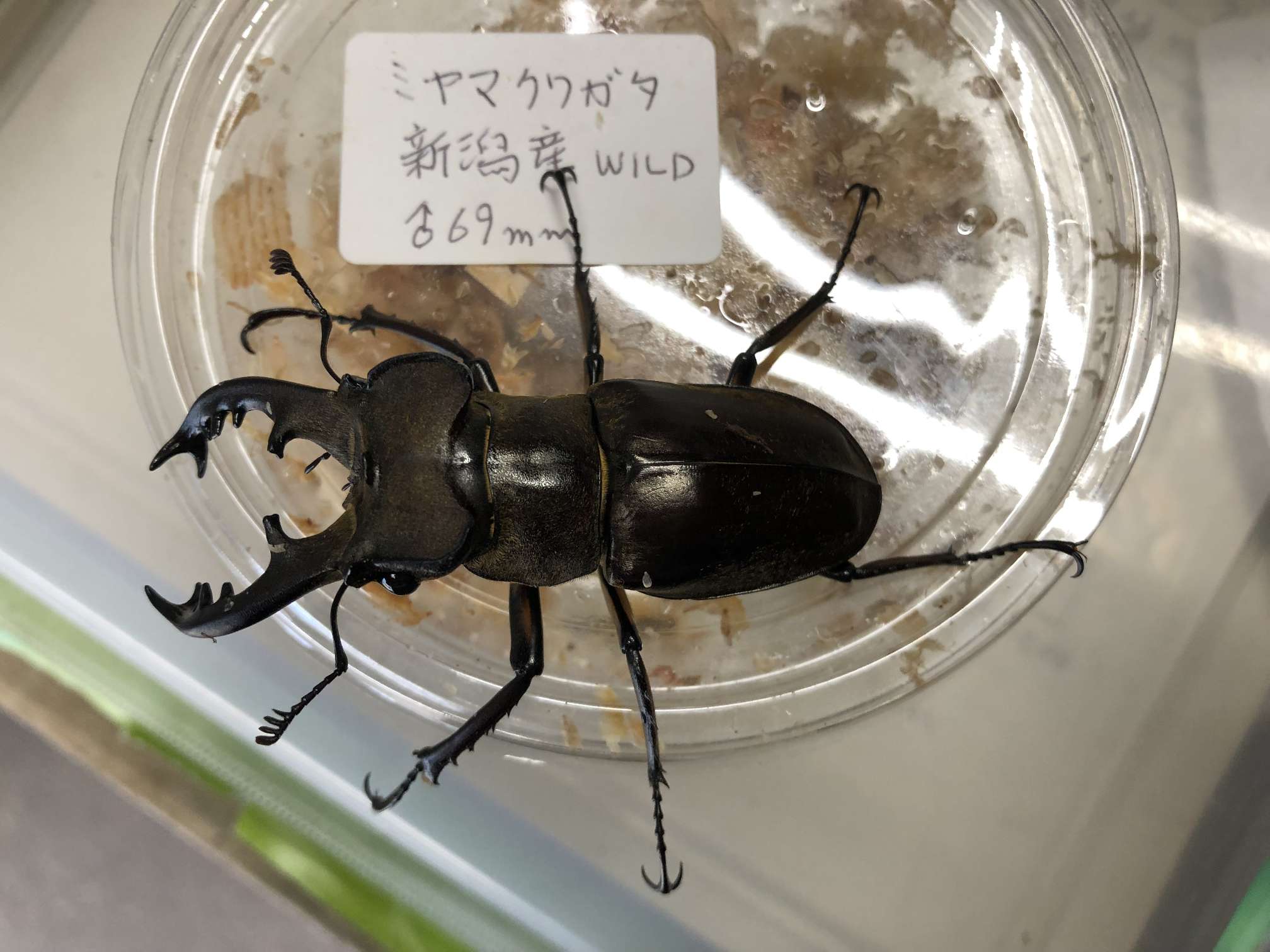 ミヤマクワガタ 兵庫県丹波篠山産 80mm - その他