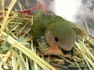 小桜インコ ポロロッカ足柄