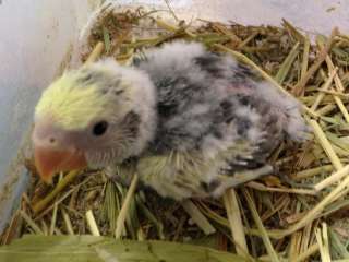 小桜インコ ポロロッカ足柄