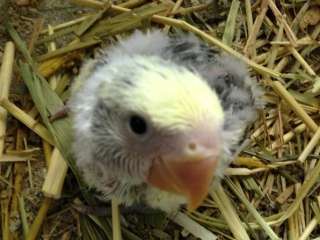 小桜インコ ポロロッカ足柄