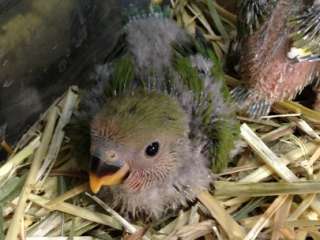 小桜インコ ポロロッカ足柄