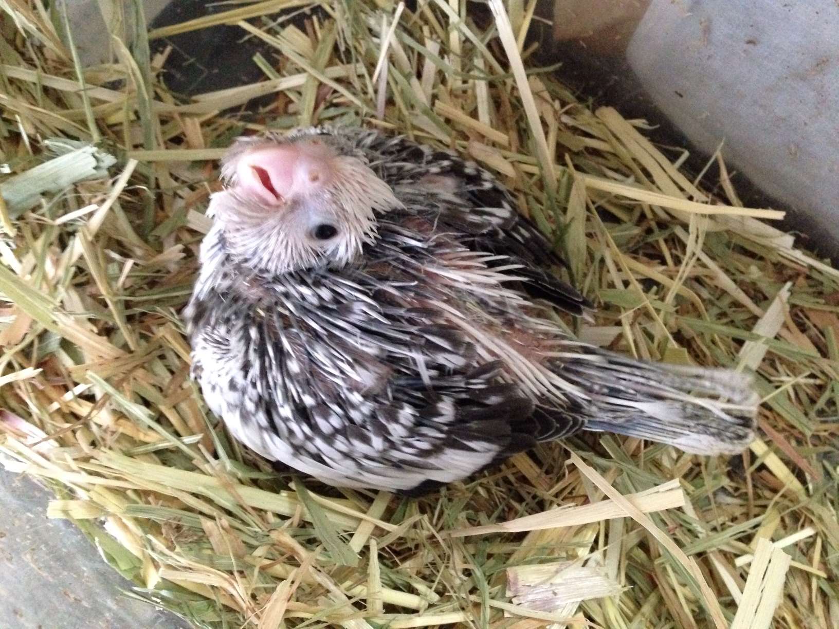 手乗りオカメインコ ポロロッカ足柄