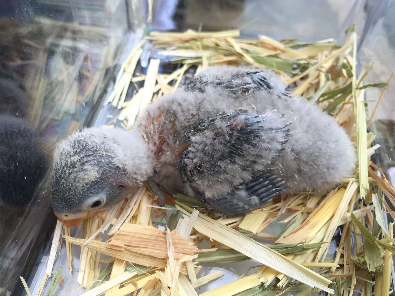 手乗り白ボタンインコ ポロロッカ足柄