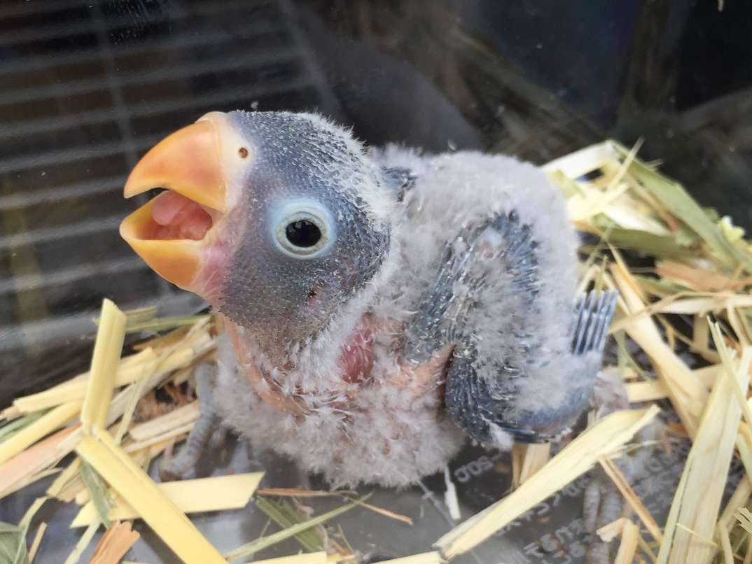 手乗り白ボタンインコ ポロロッカ足柄