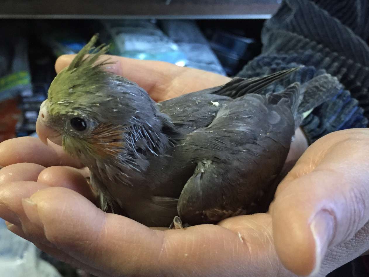 手乗りオカメインコ ポロロッカ足柄