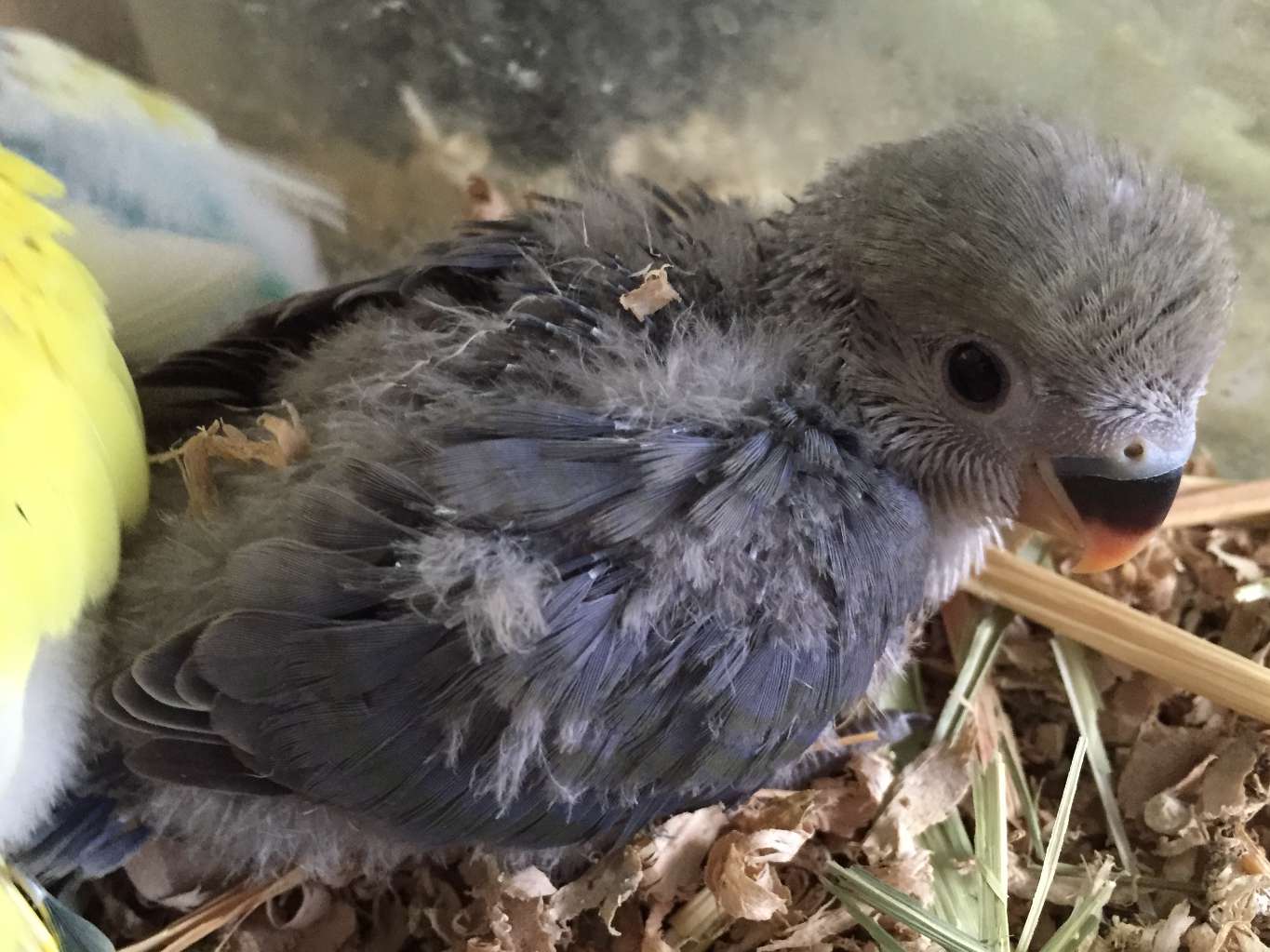 手乗り小桜インコ ポロロッカ足柄