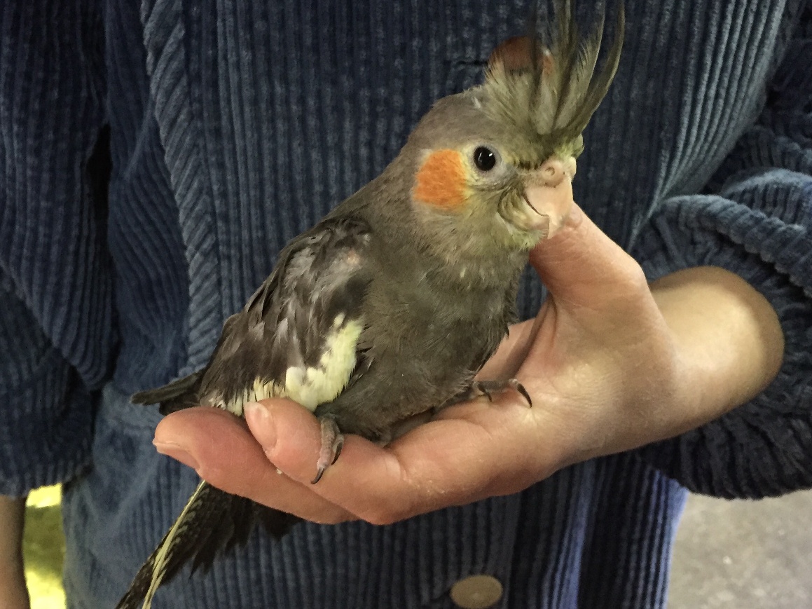 手乗りオカメインコ ポロロッカ足柄