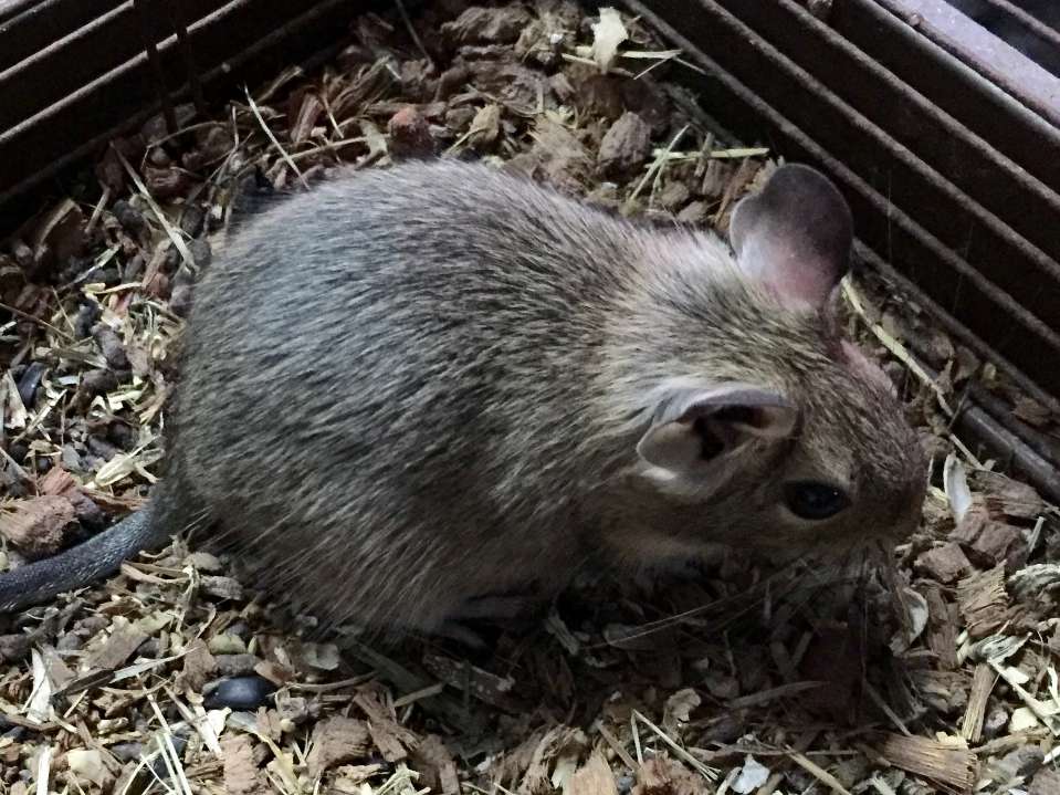 デグー ポロロッカ足柄