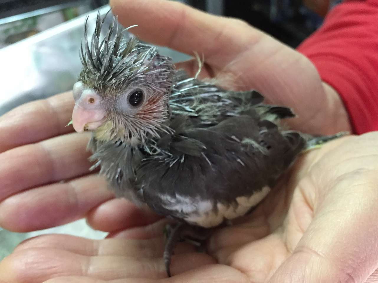 手乗りオカメインコ ポロロッカ足柄