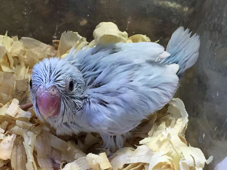 手乗りマメルリハインコ ポロロッカ足柄