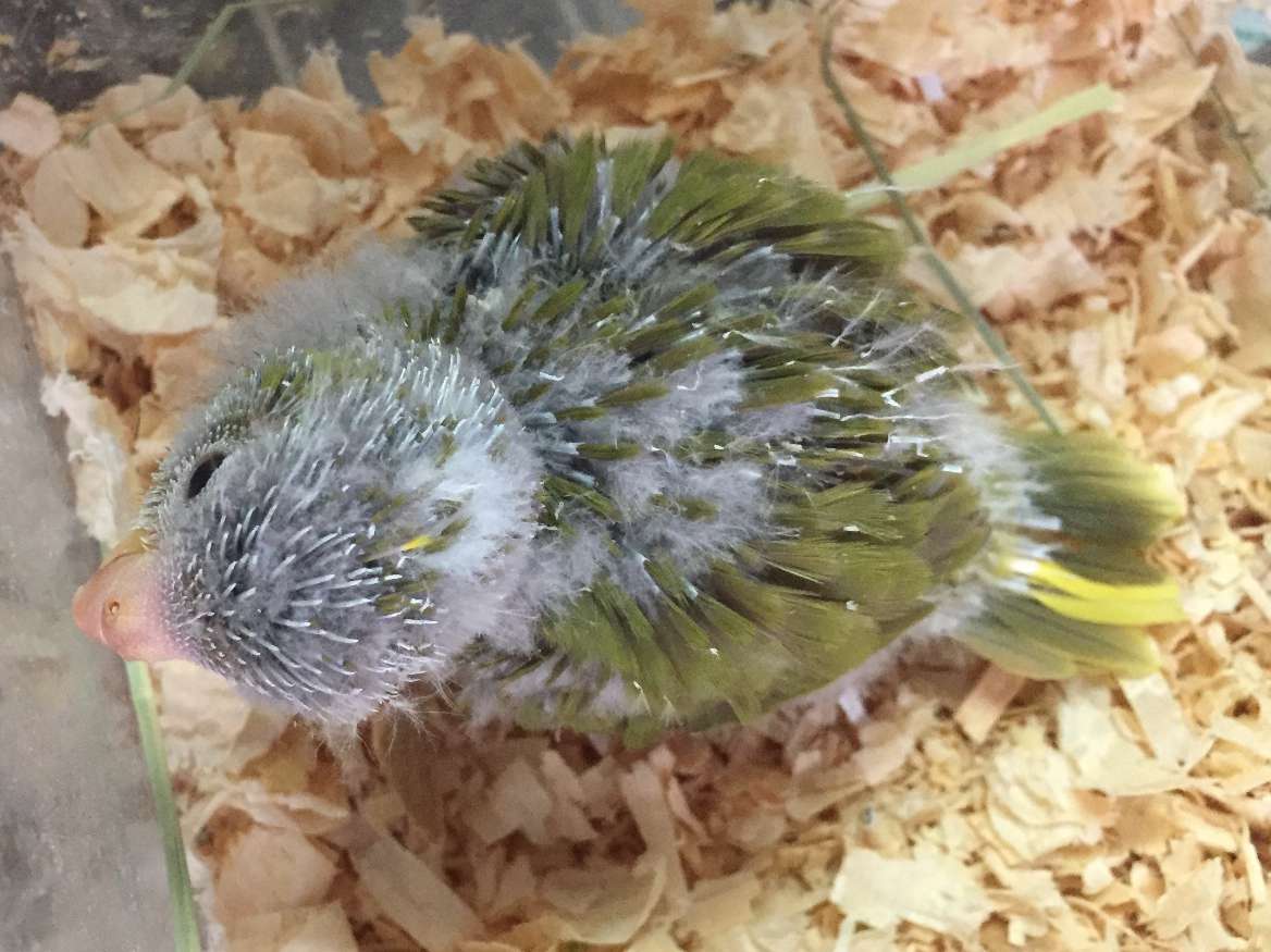 手乗りキガシラアオハシインコ ポロロッカ足柄