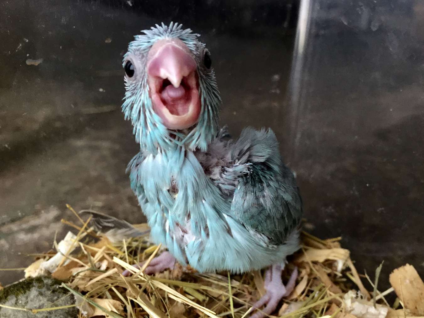 手乗りマメルリハインコ ポロロッカ足柄