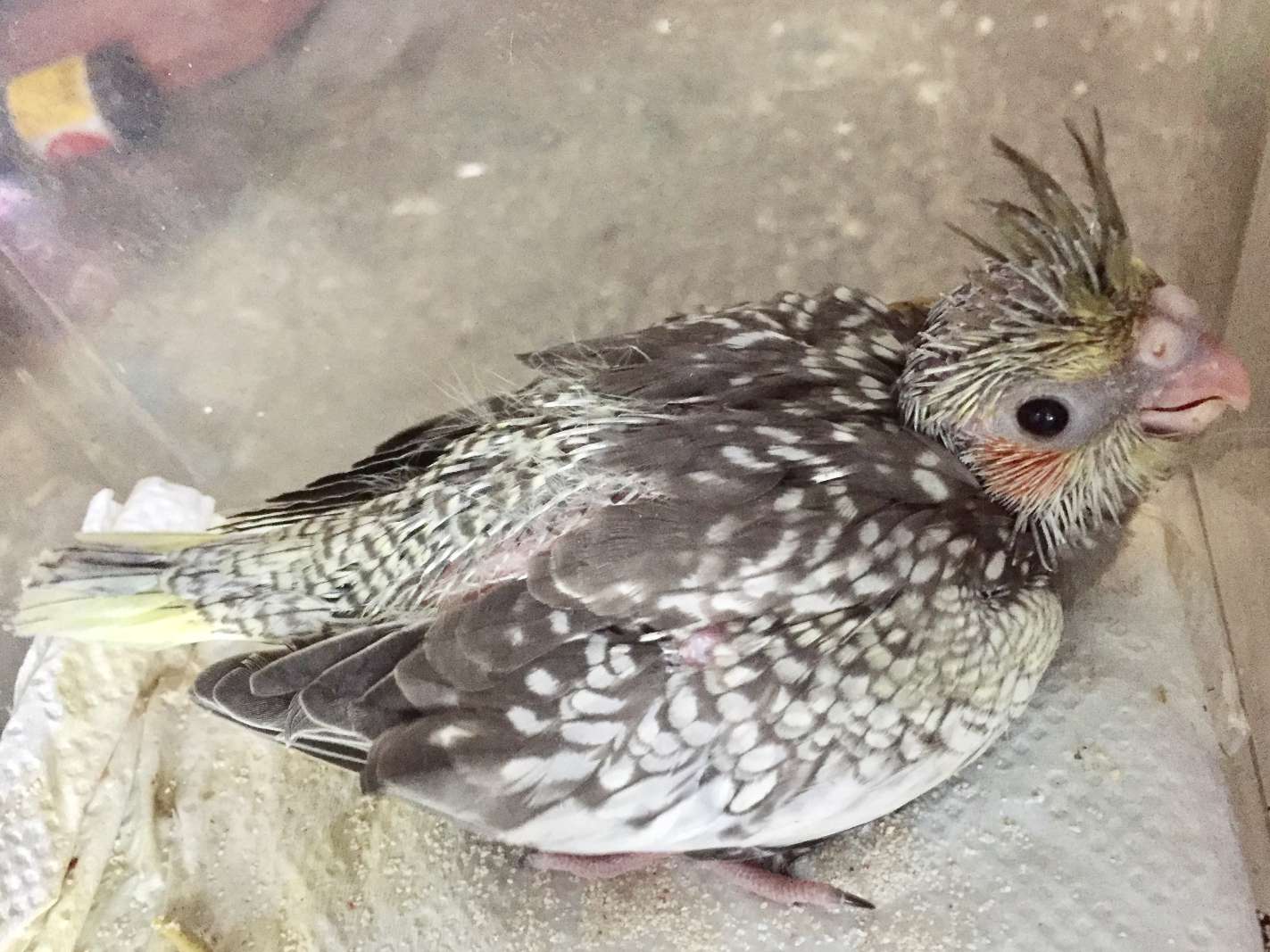 手乗りオカメインコ ポロロッカ足柄