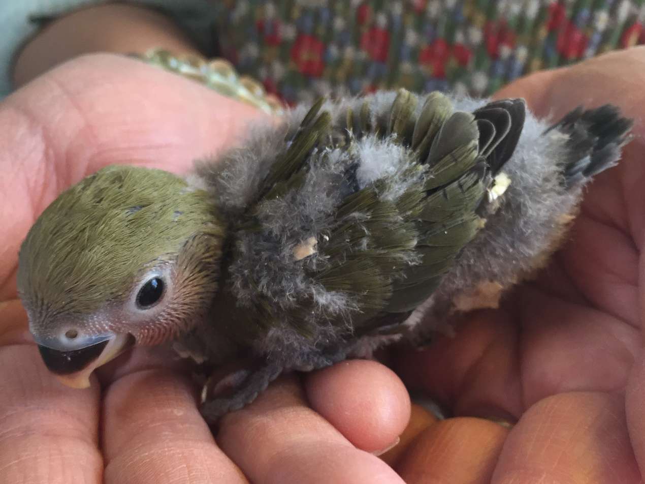 手乗り小桜インコ ポロロッカ足柄