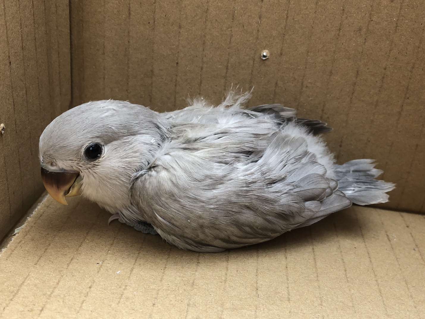 手乗り小桜インコ ポロロッカ足柄