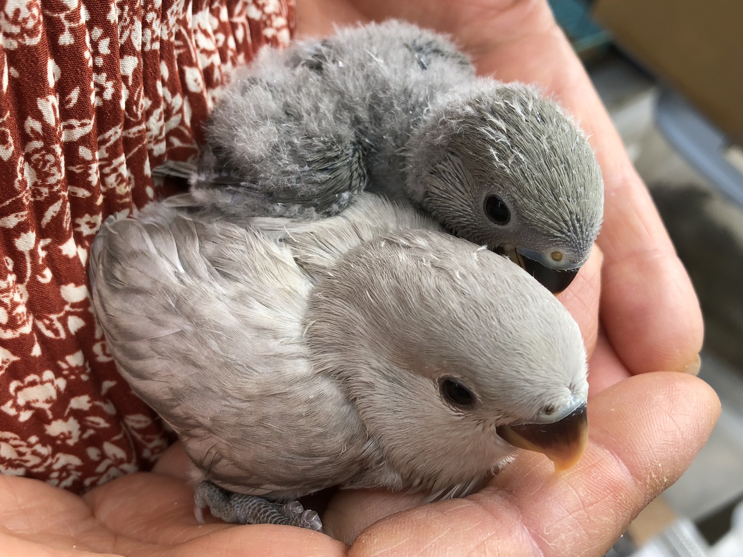 手乗り小桜インコ ポロロッカ足柄