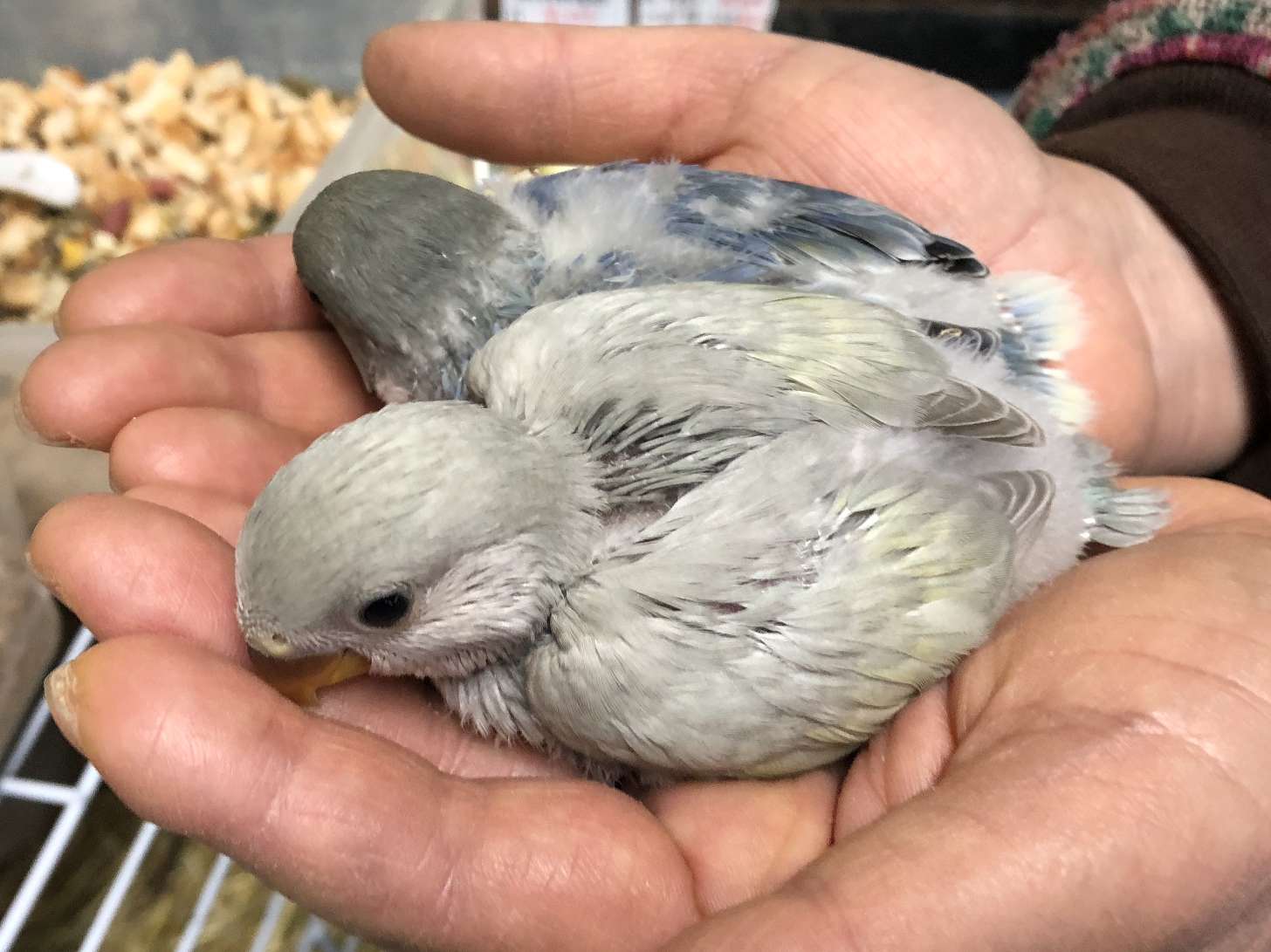 手乗り小桜インコ ポロロッカ足柄