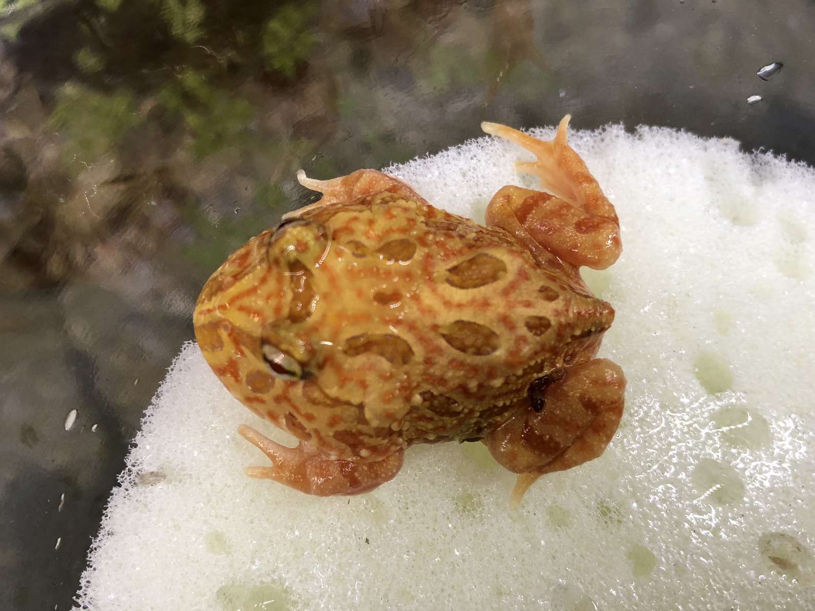 クランウェルツノガエル ポロロッカ足柄