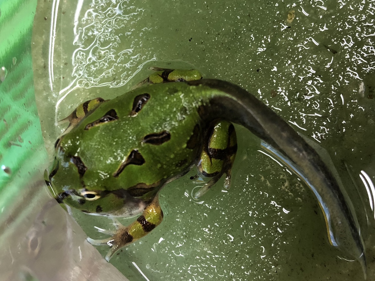 ブラジルツノガエル オタマ ポロロッカ足柄