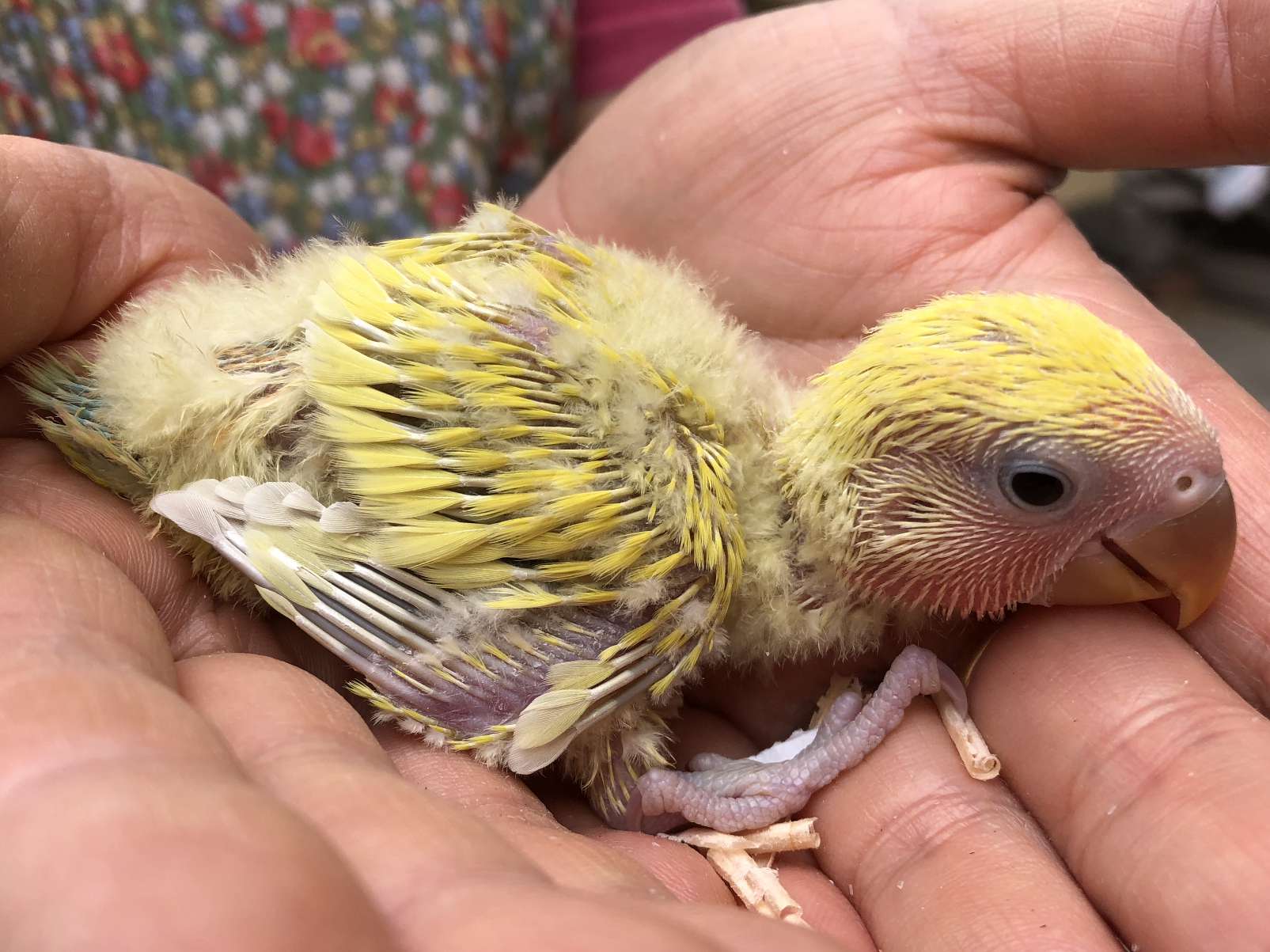 手乗り小桜インコ ポロロッカ足柄