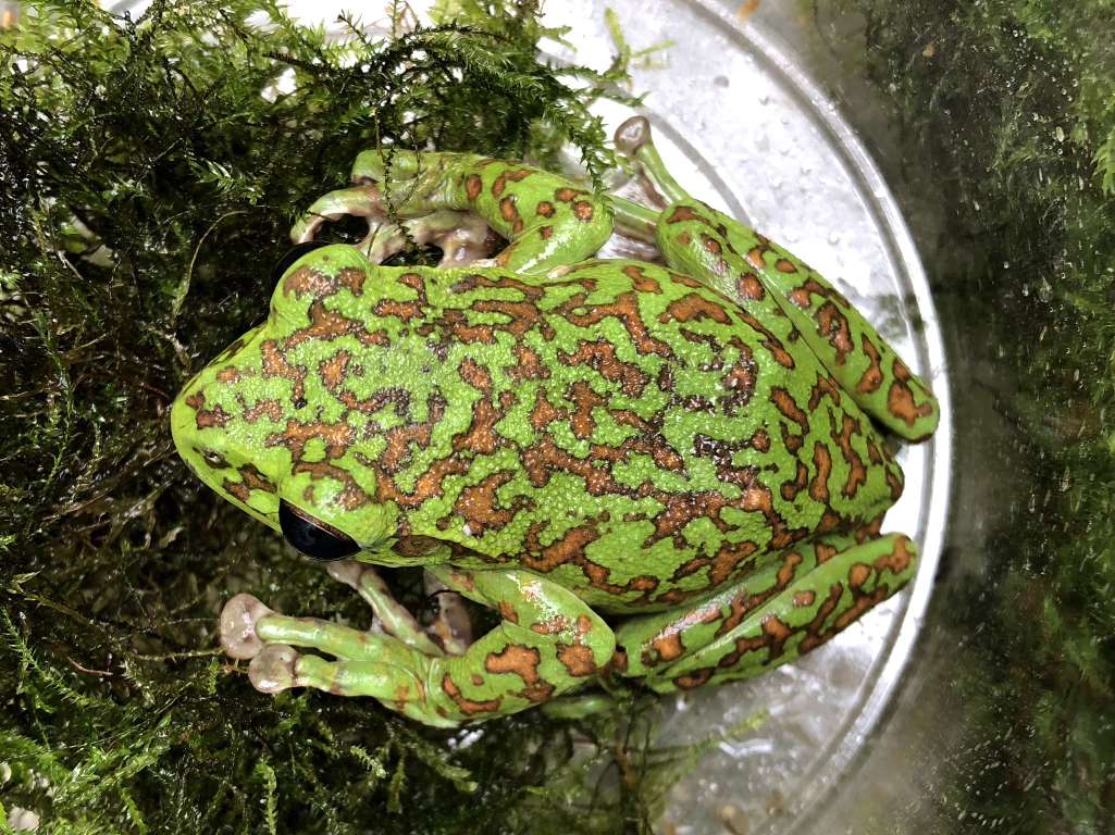 モリアオガエル ポロロッカ足柄