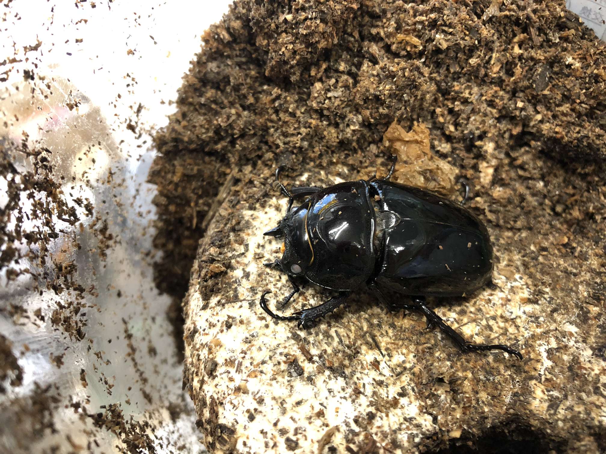 タランドゥスオオツヤクワガタ ポロロッカ足柄