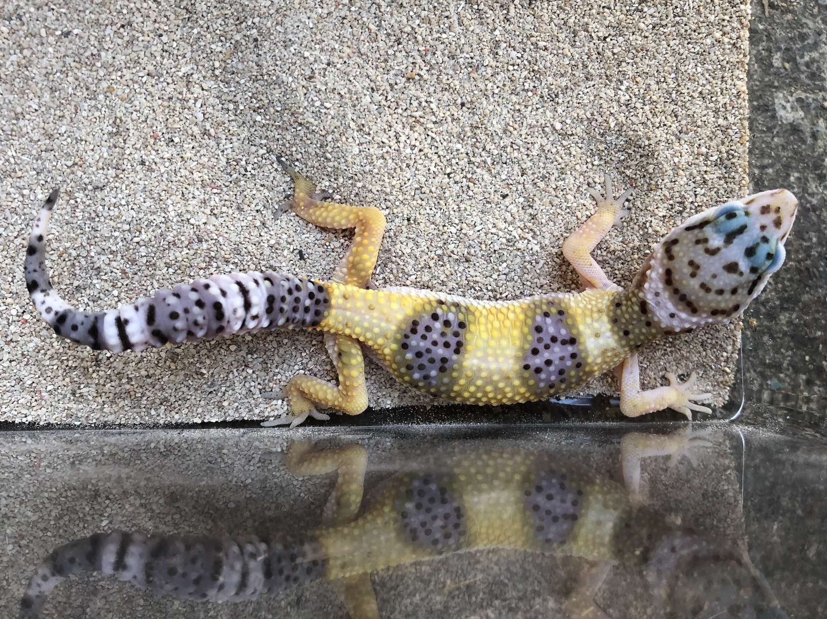 ヒョウモントカゲモドキ ポロロッカ足柄