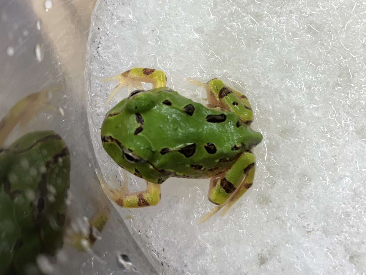 ブラジルツノガエル ポロロッカ足柄