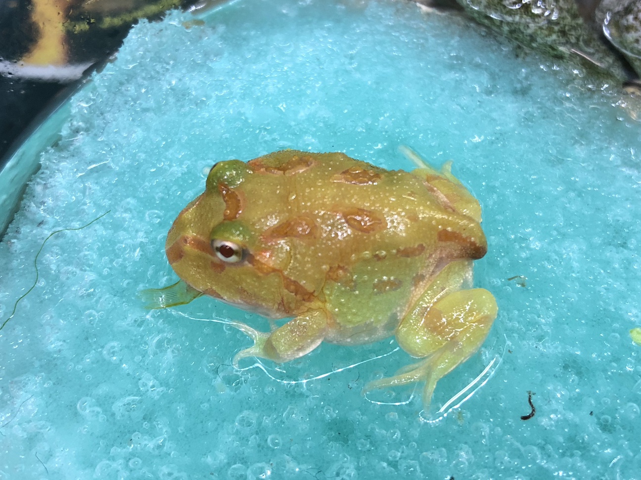 クランウェルツノガエル オタマ ポロロッカ足柄