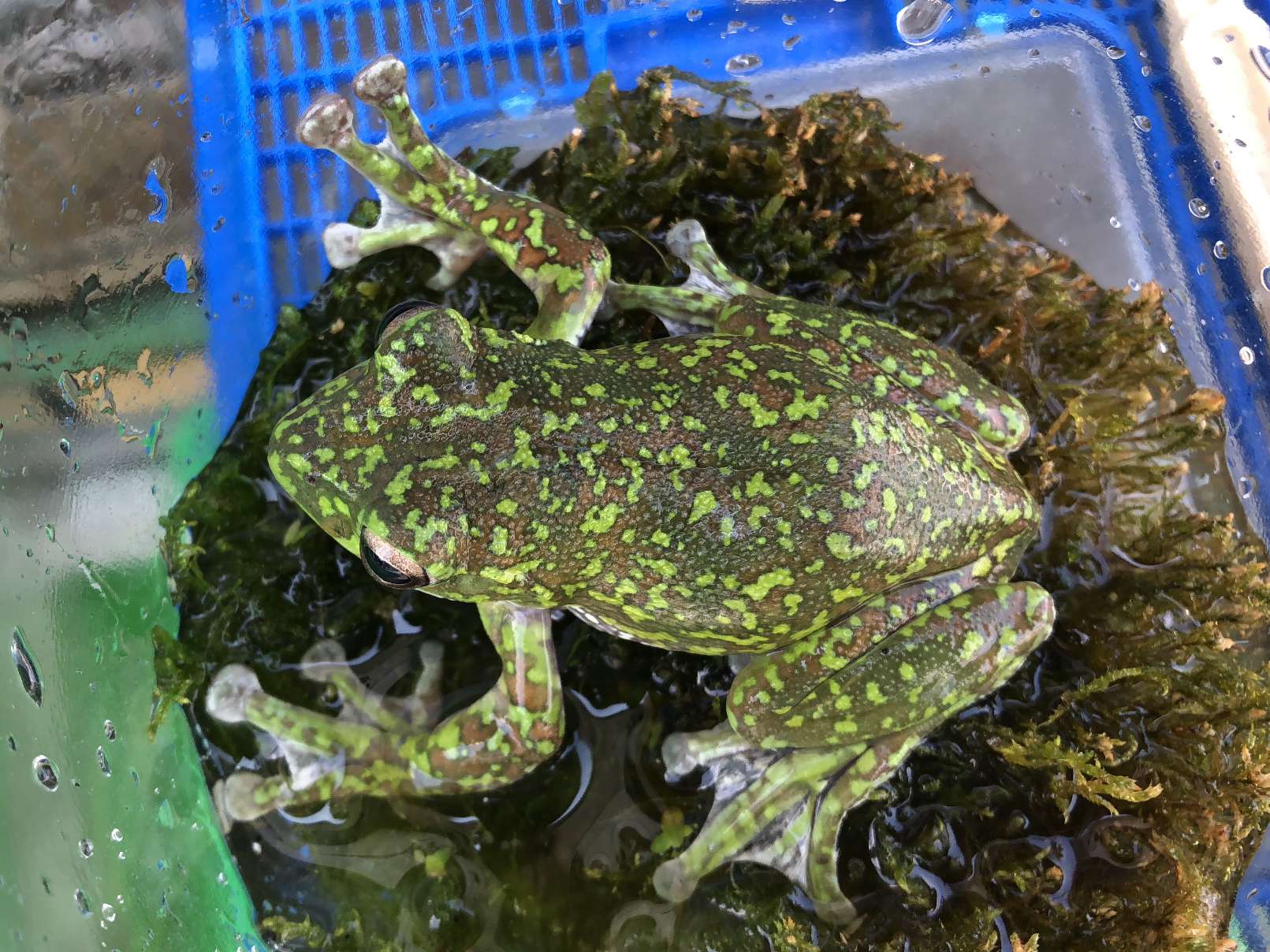 モリアオガエル ポロロッカ足柄