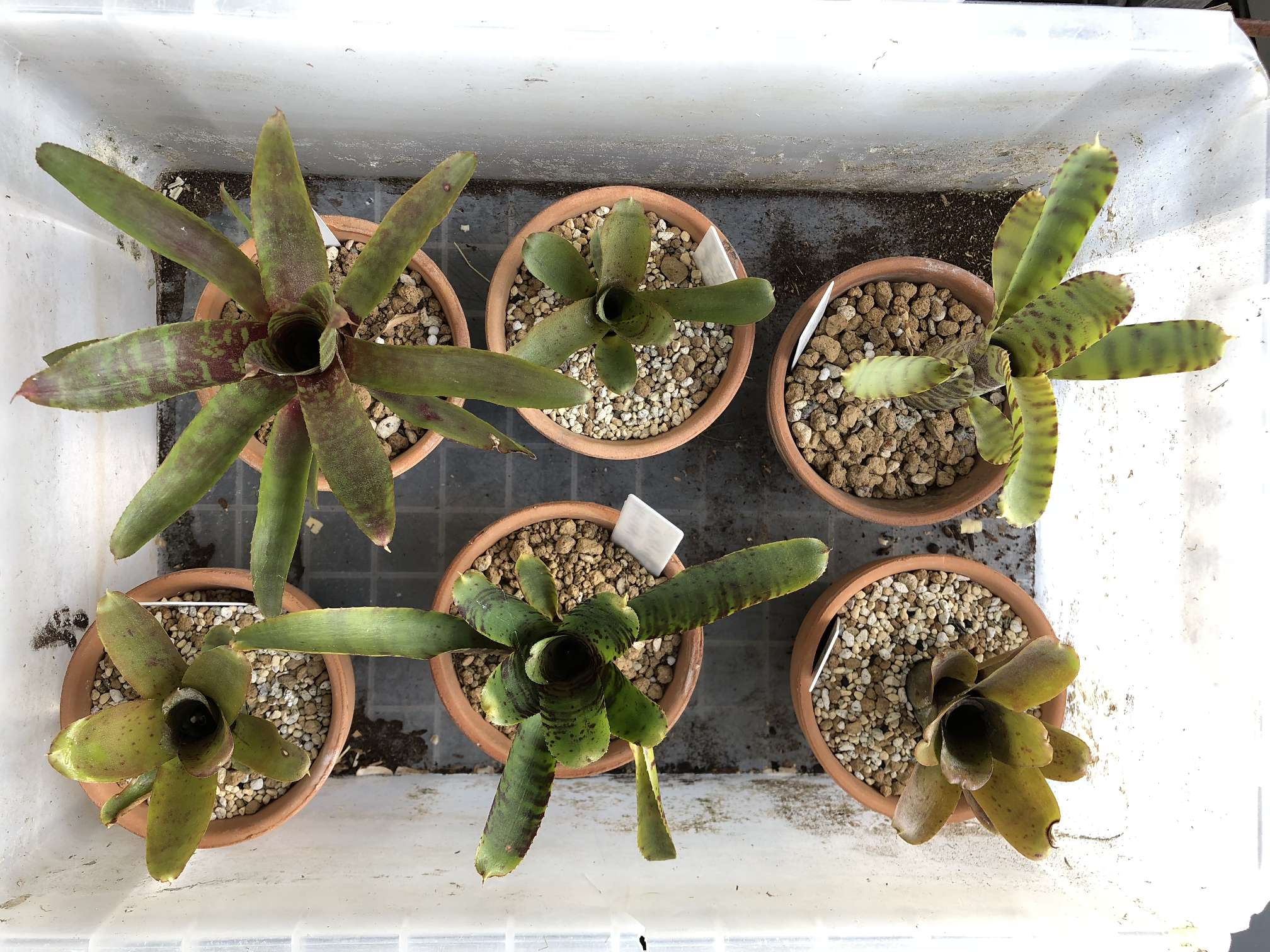 ネオレゲリア ポロロッカ足柄