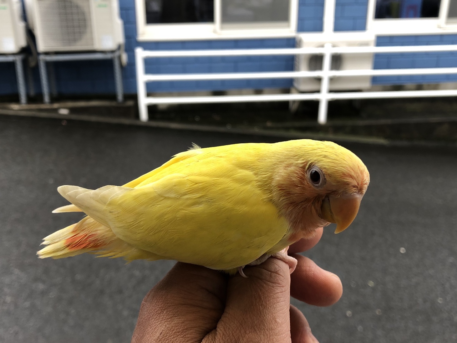 手乗り小桜インコ ポロロッカ足柄