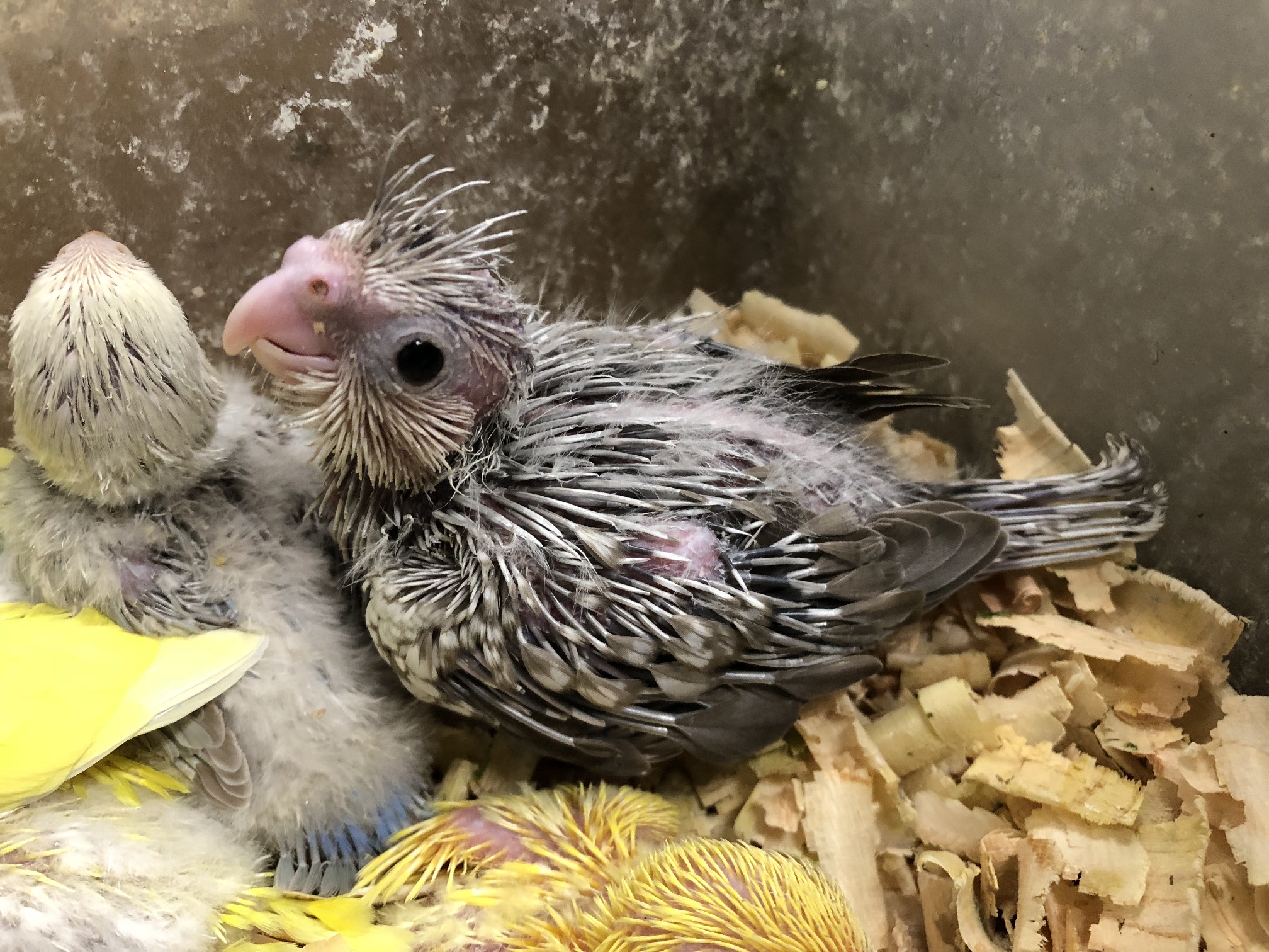 手乗りオカメインコ ポロロッカ足柄