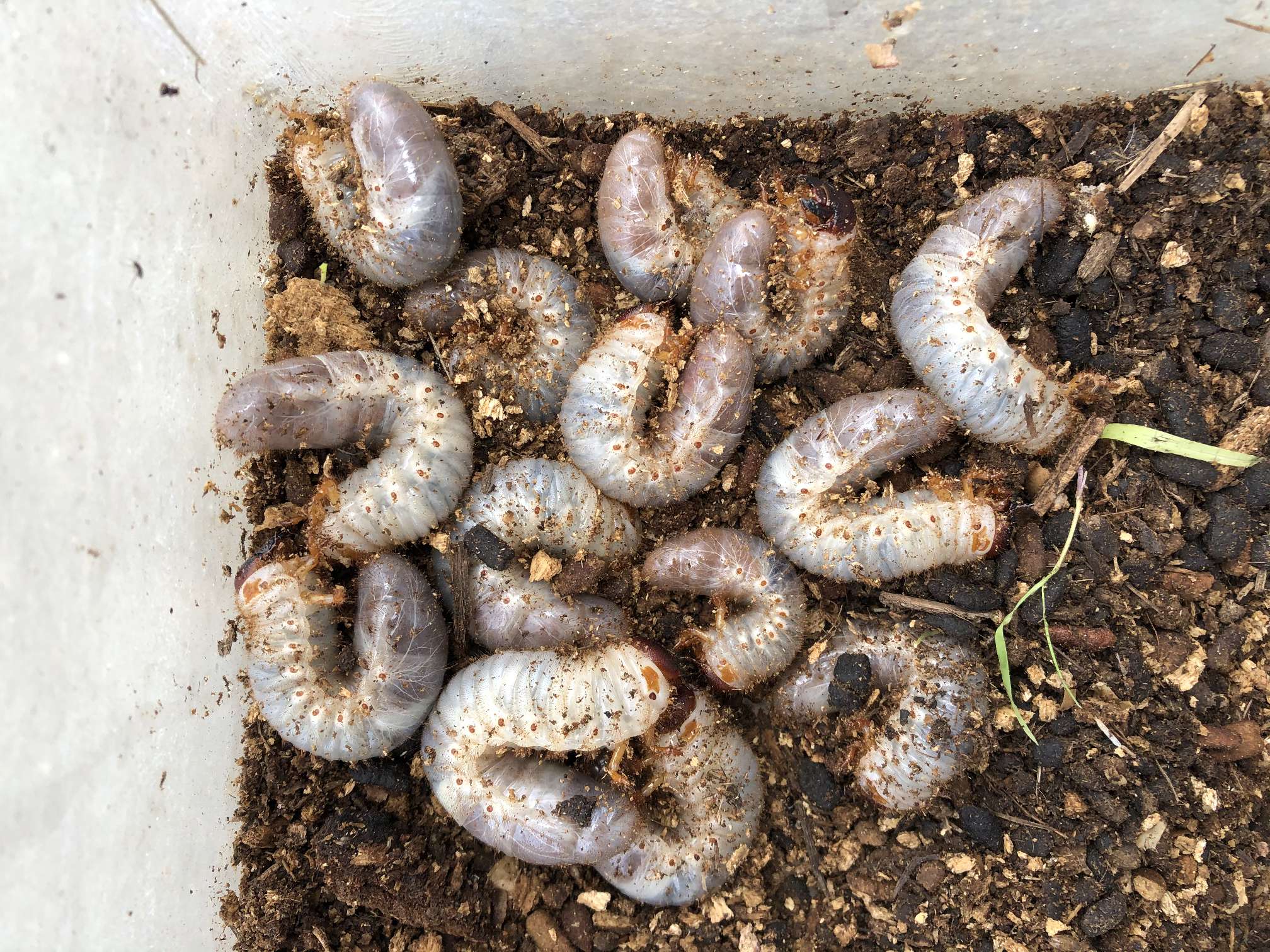 カブトムシ幼虫 ポロロッカ足柄