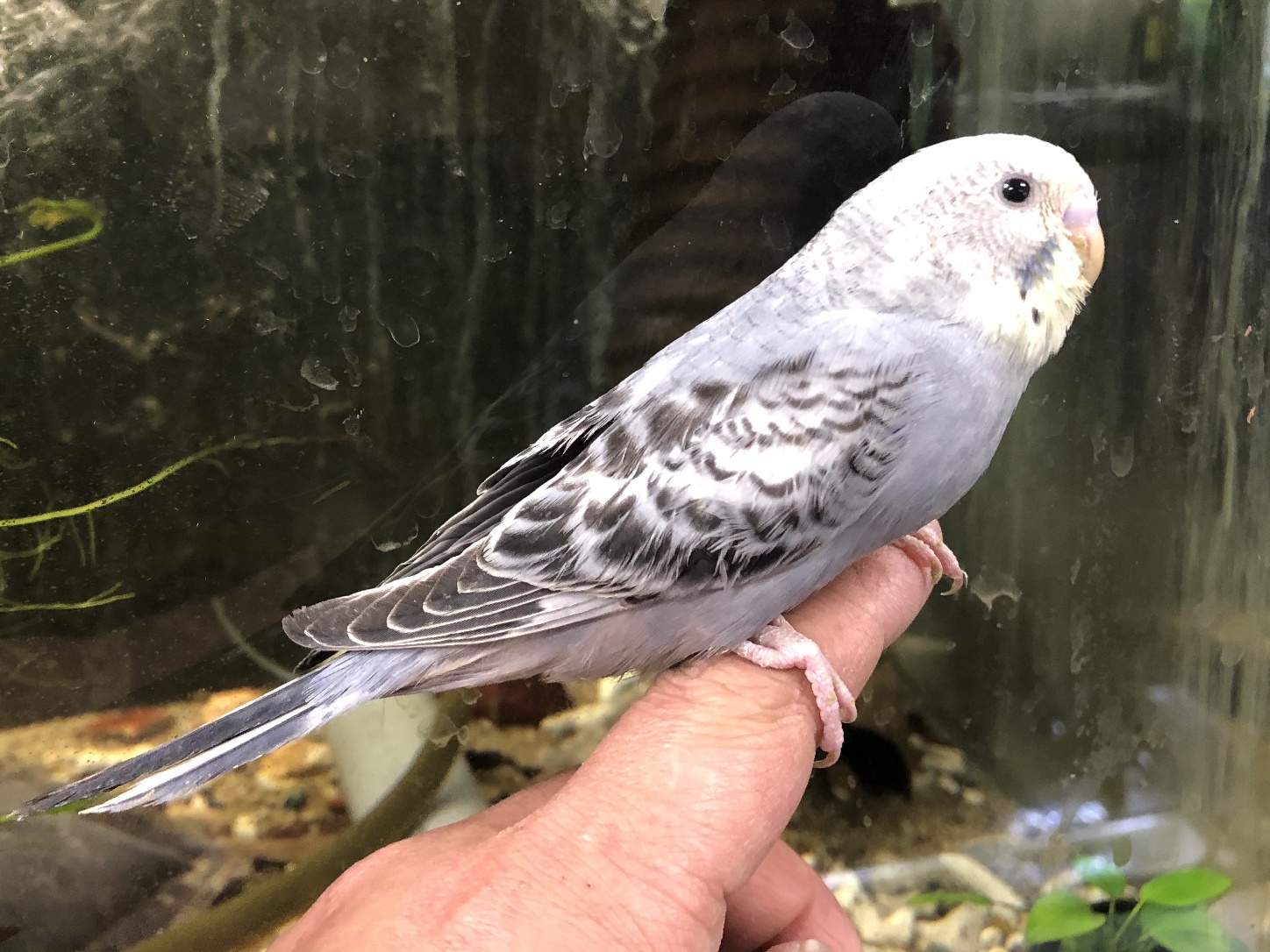 手乗りセキセイインコ ポロロッカ足柄