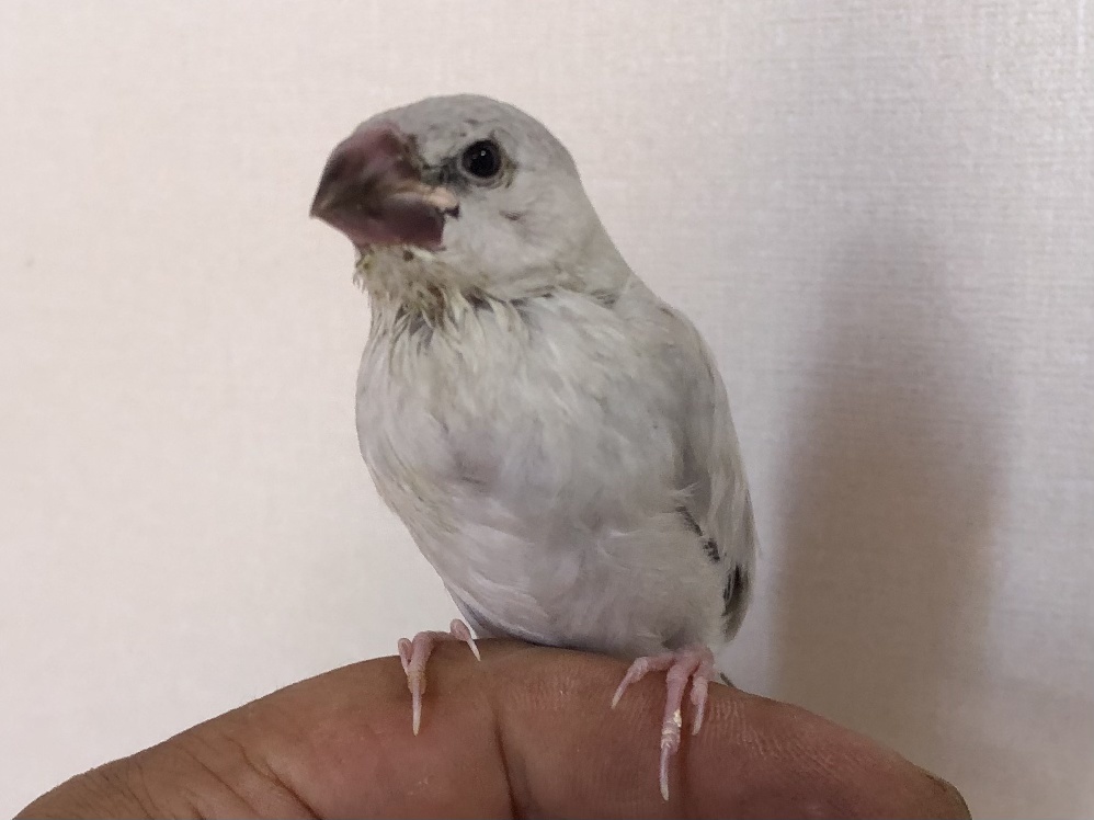 手乗り文鳥 ポロロッカ足柄