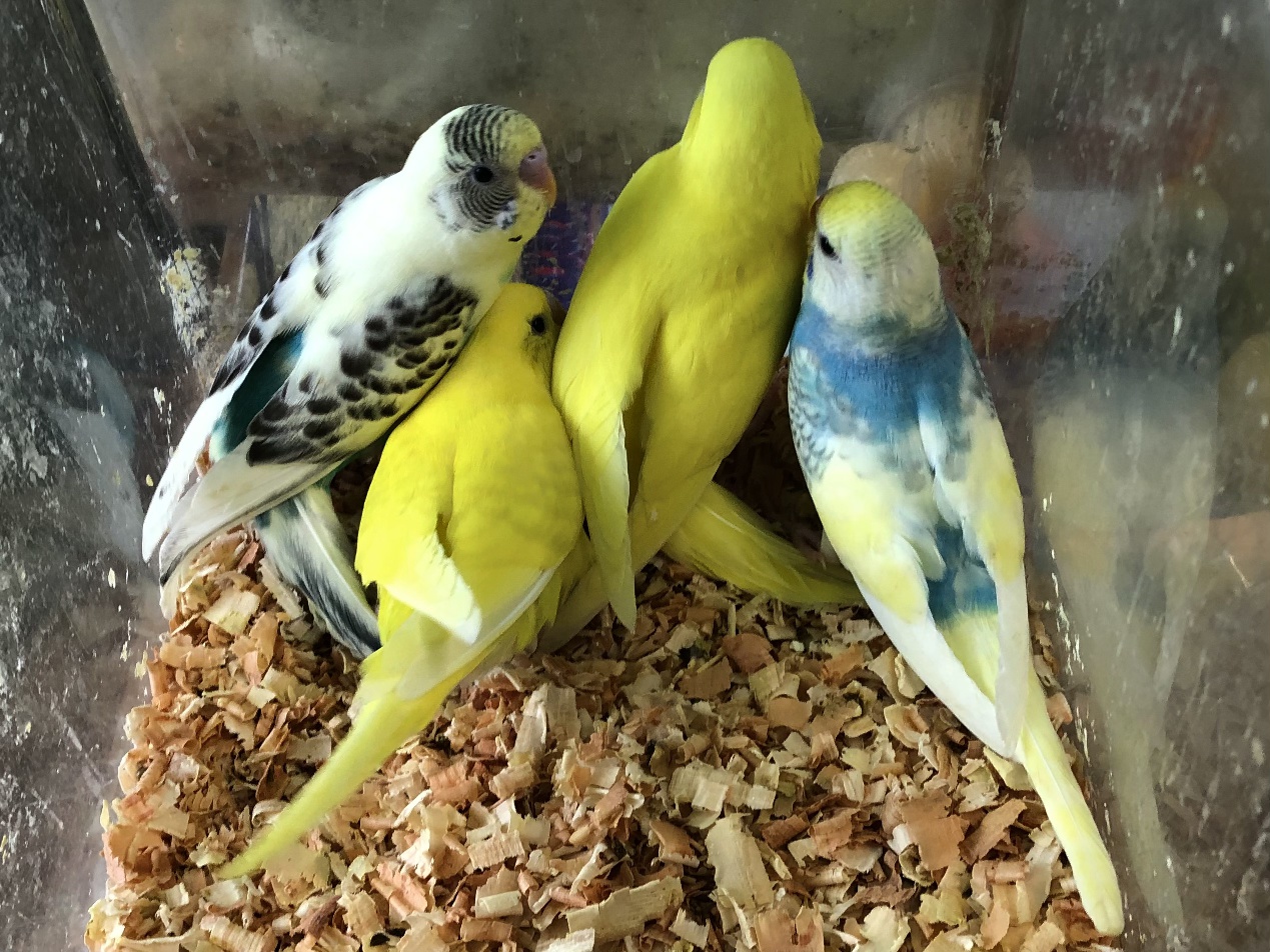 手乗りセキセイインコ ポロロッカ足柄