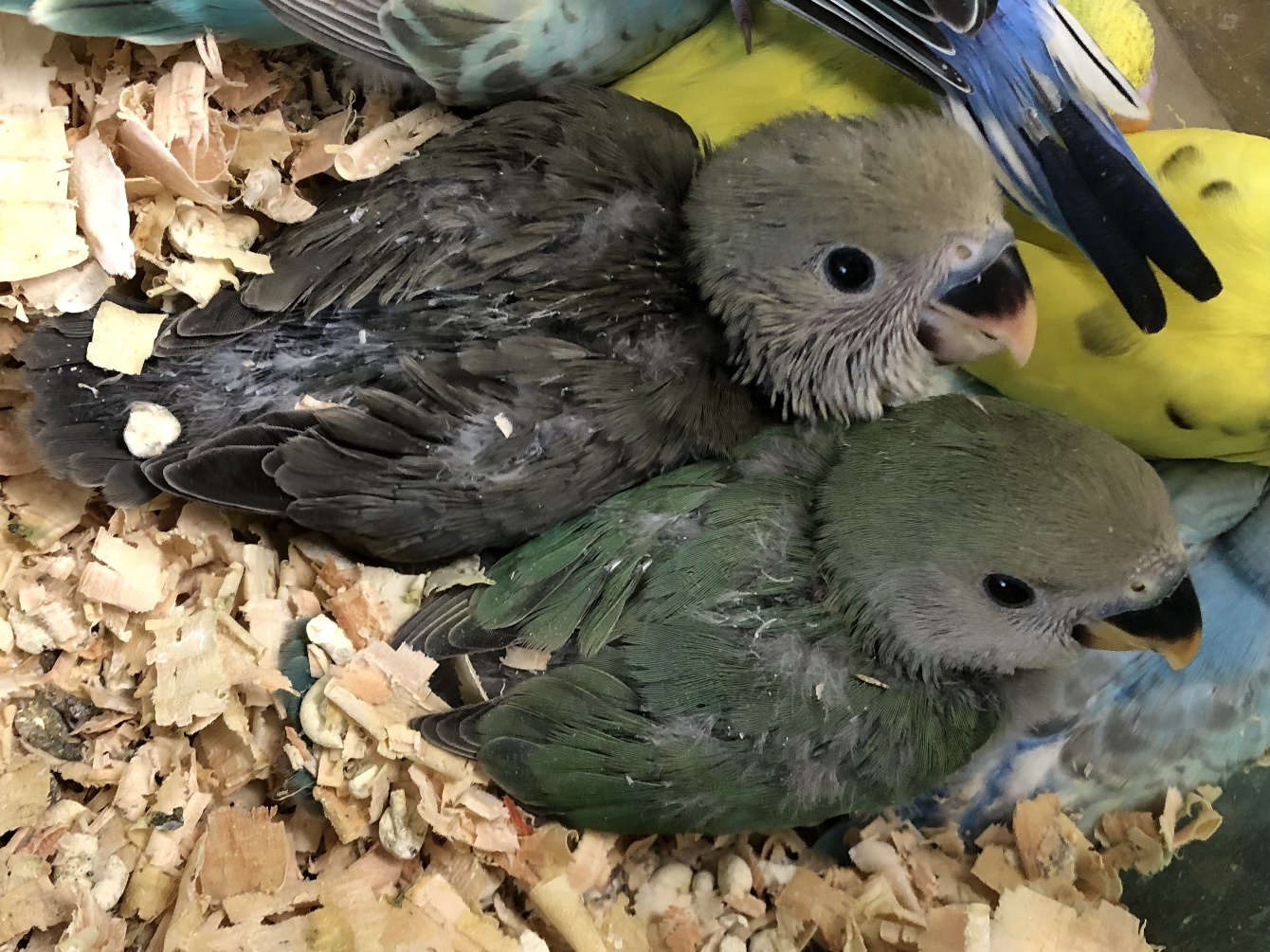 手乗り小桜インコ ポロロッカ足柄