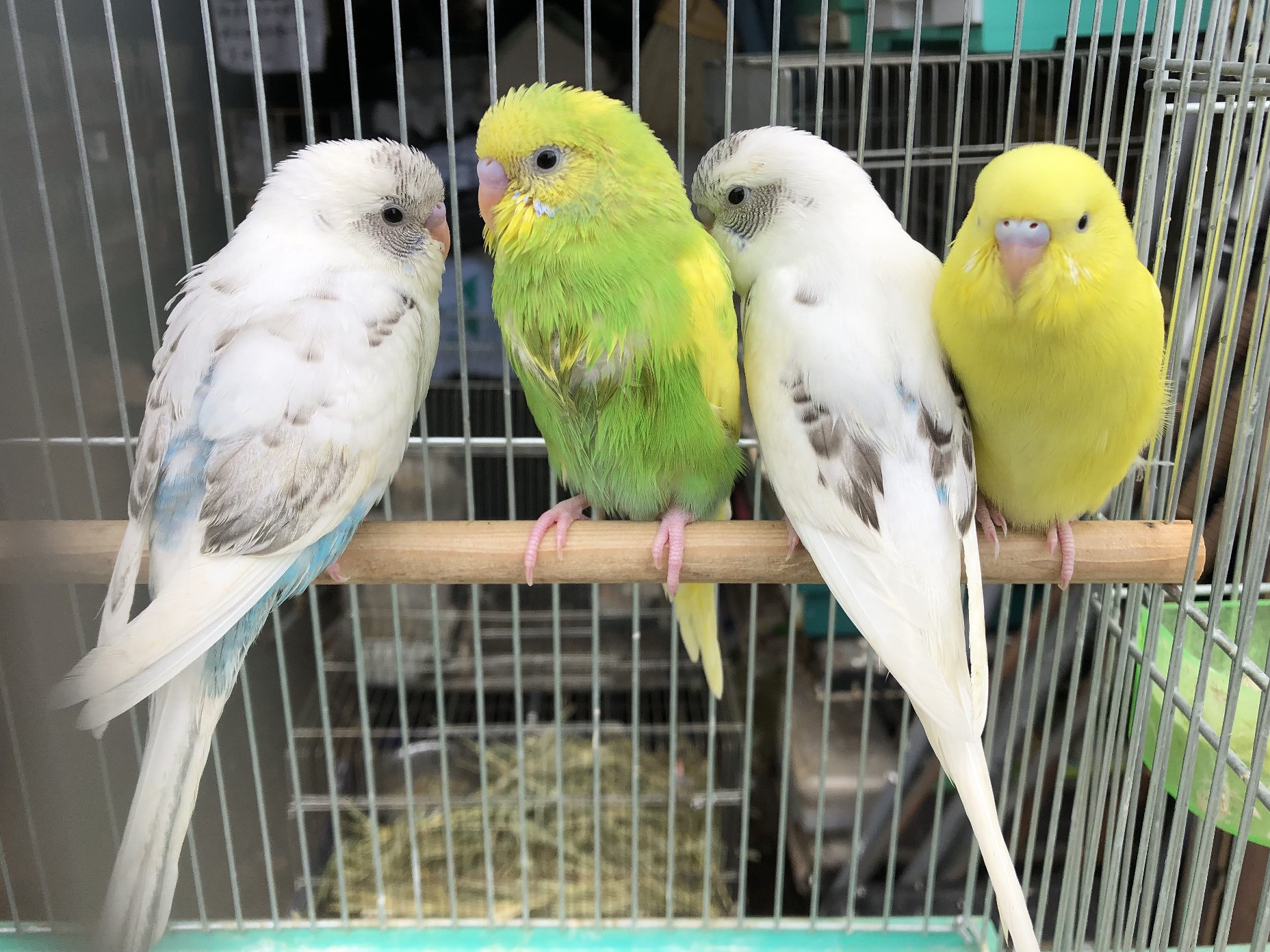 手乗りセキセイインコ ポロロッカ足柄