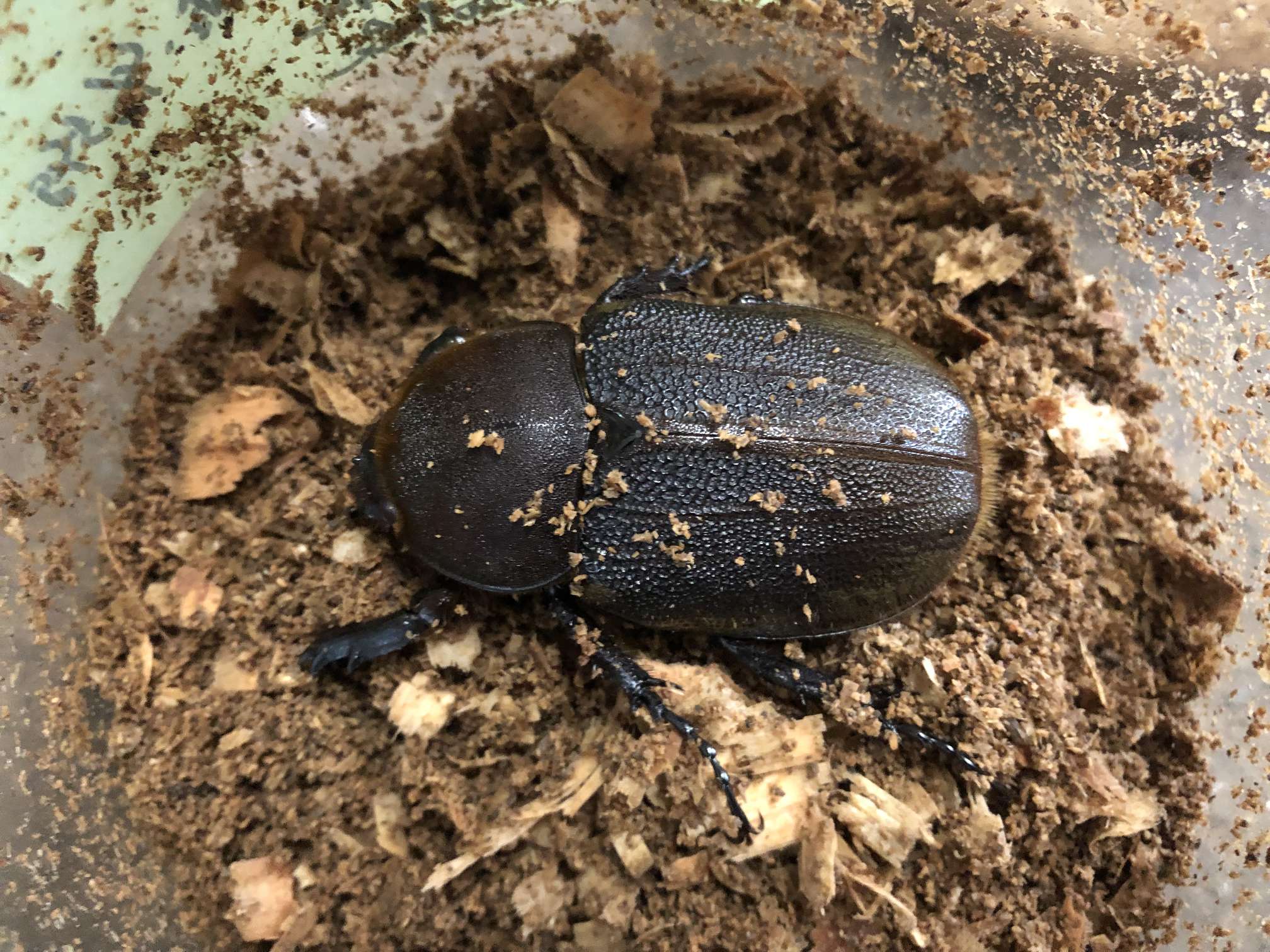 ヘラクレス ヘラクレス ポロロッカ足柄