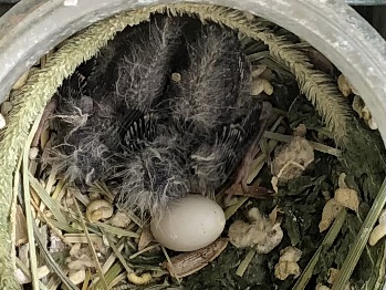 手乗り小桜インコ ポロロッカ足柄