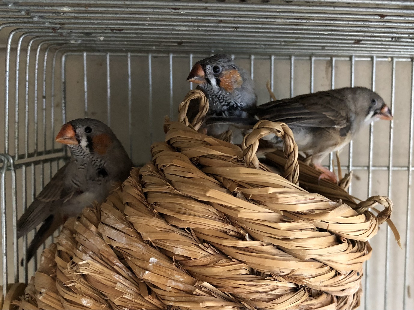 錦華鳥 ポロロッカ足柄