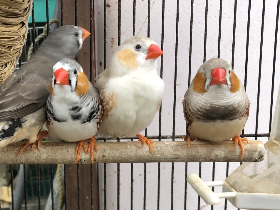 錦華鳥 ポロロッカ足柄