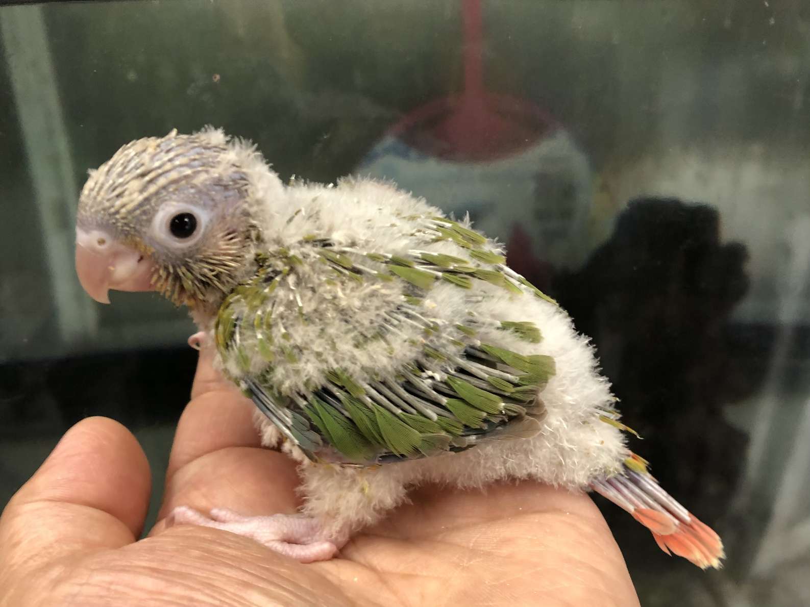 手乗りウロコインコ ポロロッカ足柄