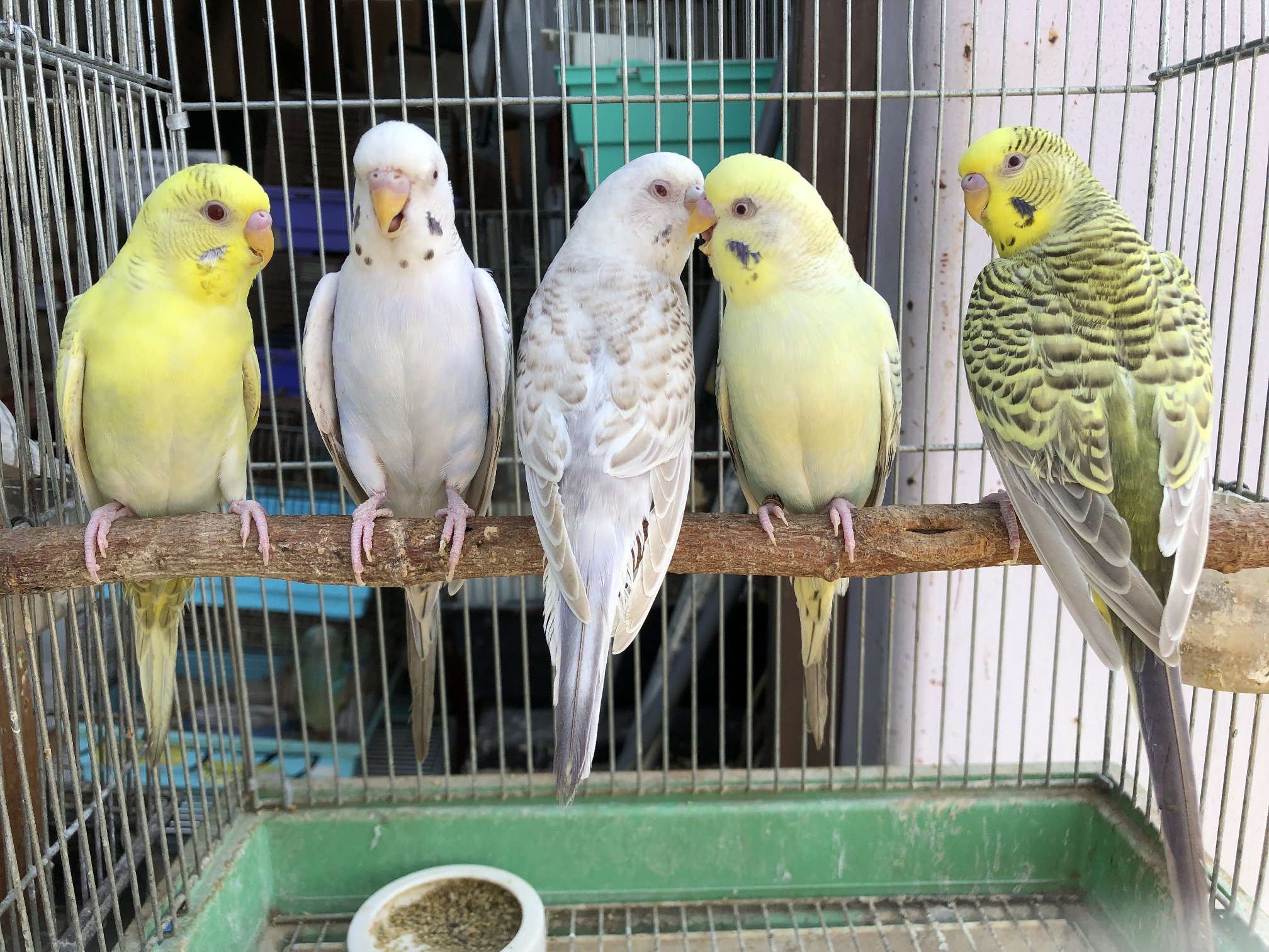 セキセイインコ ポロロッカ足柄