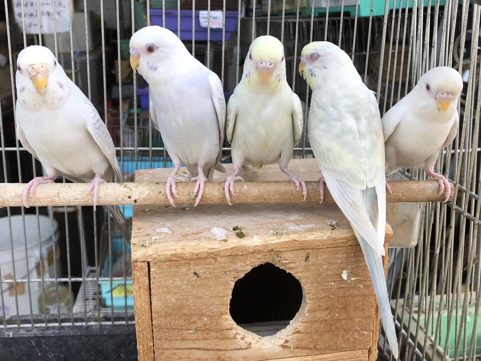 セキセイインコ ポロロッカ足柄