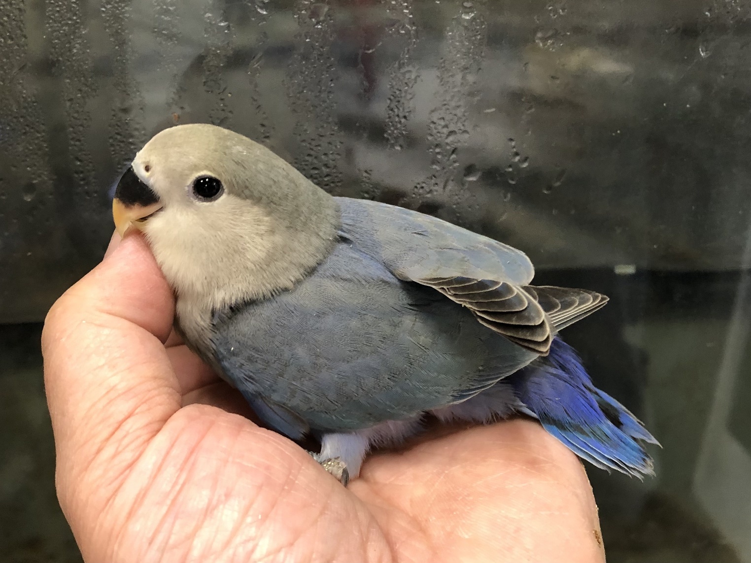 手乗り小桜インコ ポロロッカ足柄