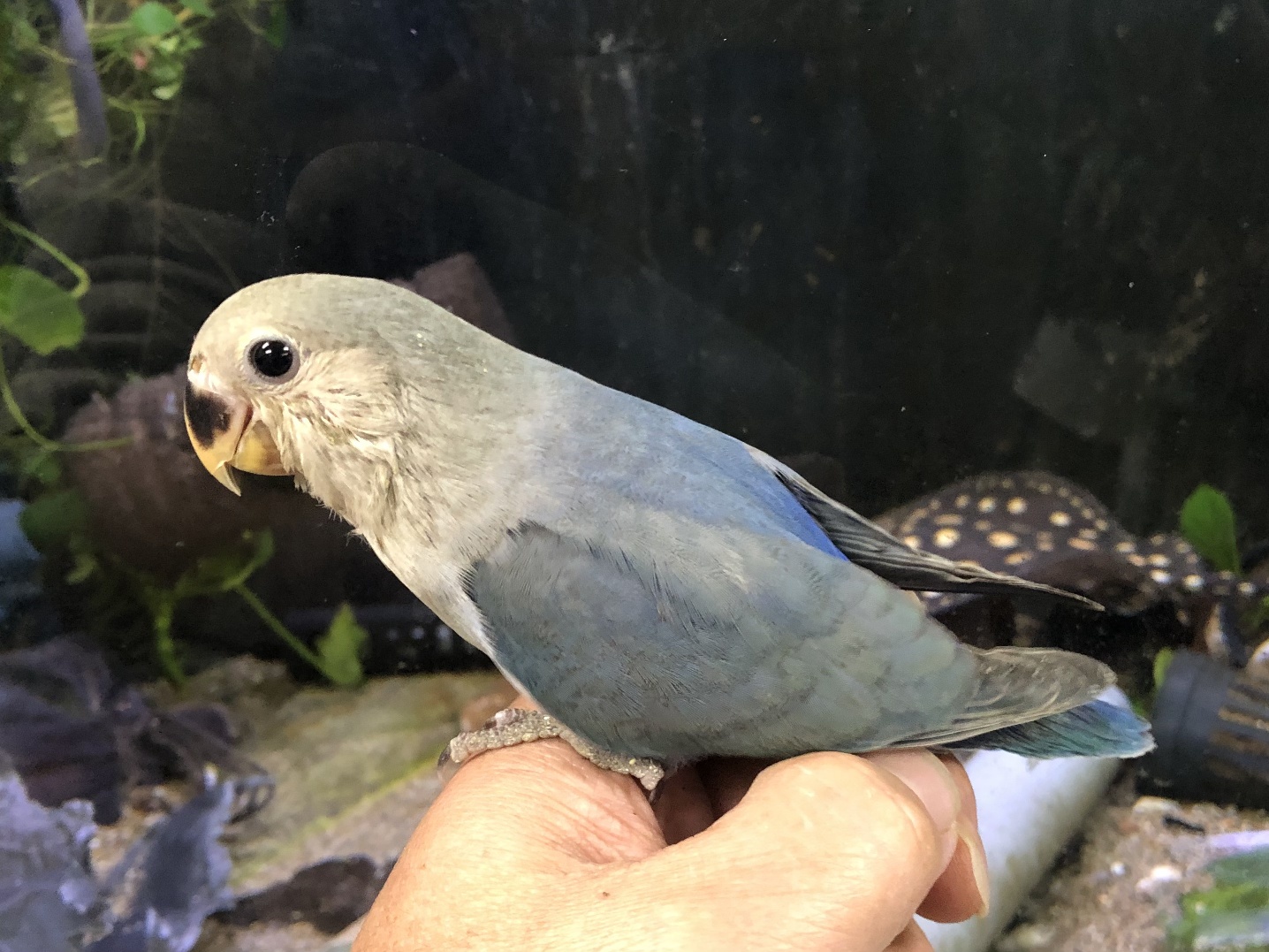 手乗り小桜インコ ポロロッカ足柄